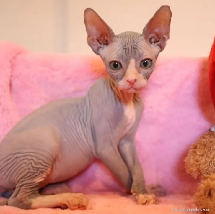ID：2208-00009の子猫