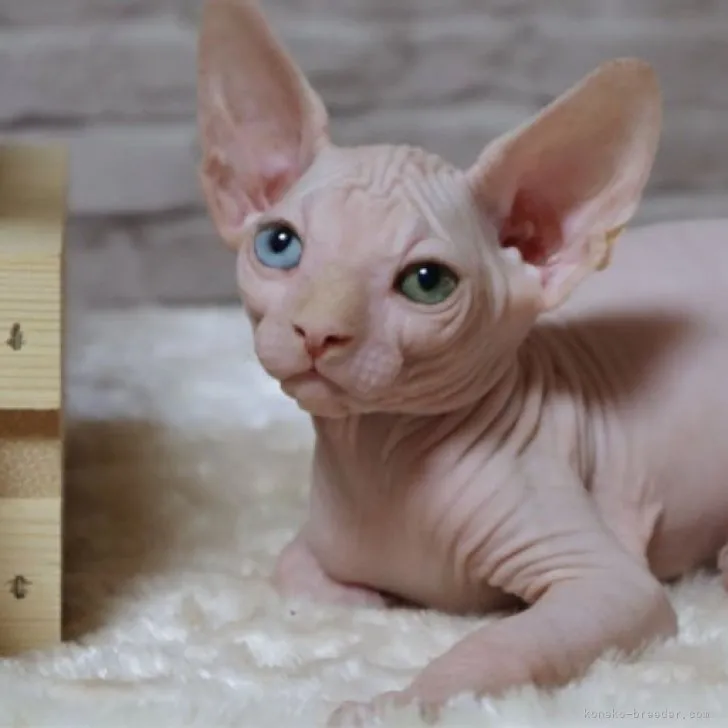 ID：2306-02601の子猫