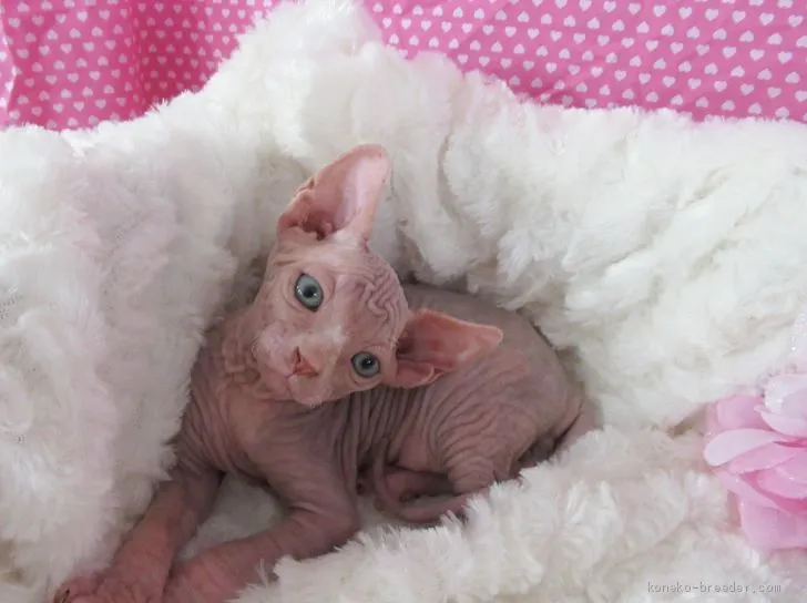ID:2007-00802の子猫
