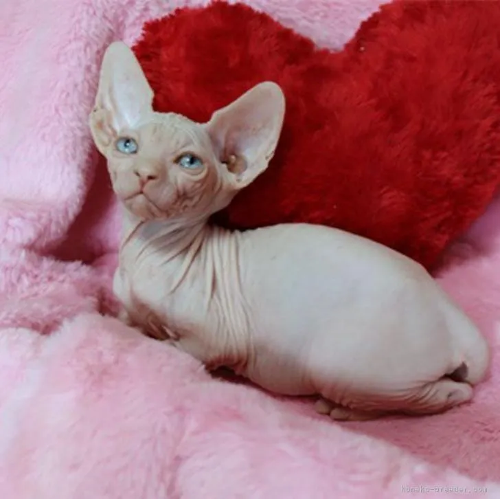 ID:2208-02098の子猫