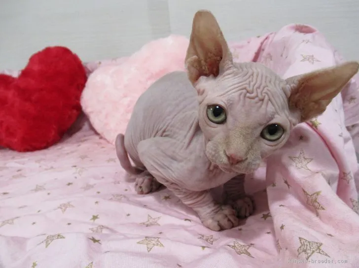 ID：2002-01199の子猫