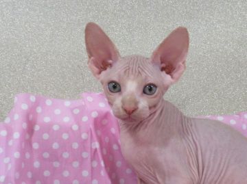 スフィンクス【兵庫県・男の子・2019年6月21日・クリーム&ホワイト】の写真「両親は、外産💗胸のホワイトもチャームポイント」