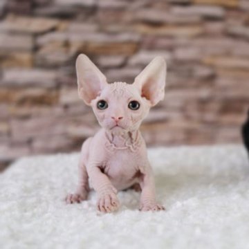 スフィンクス【兵庫県・男の子・2024年6月19日・ホワイト】の写真「美しいホワイトBOY♡」