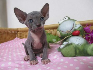 スフィンクス【兵庫県・男の子・2019年6月21日・ブルー&ホワイト】の写真「両親は、外産です🍒遊ぶの大好き💗」
