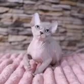 エルフキャット【兵庫県・男の子・2024年6月30日・ブルーミンク&ホワイト】の写真1「とても綺麗な瞳です」