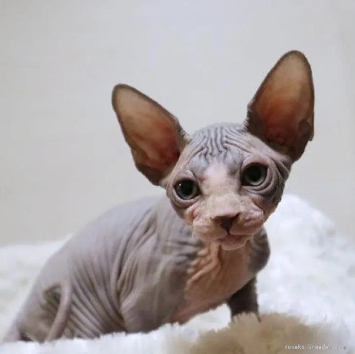 ID:2209-02880の子猫