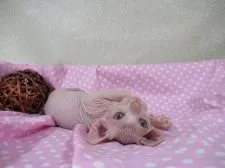 スフィンクス【兵庫県・男の子・2019年6月21日・クリーム&ホワイト】の写真2