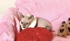 エルフキャット【兵庫県・女の子・2021年9月15日・ブルーポイントバイカラー】の写真2