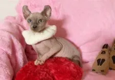 エルフキャット【兵庫県・女の子・2021年9月15日・ブルーポイントバイカラー】の写真4