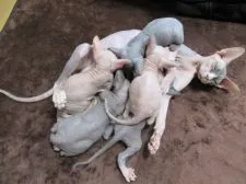 スフィンクス【兵庫県・女の子・2019年6月21日・ブルー】の写真4「ママ大好きな兄妹です💗」