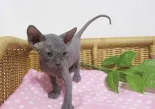 スフィンクス【兵庫県・女の子・2019年6月21日・ブルー】の写真5「可愛すぎるおてんばちゃん💓」