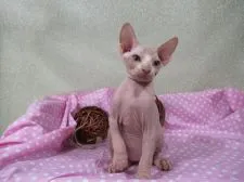 スフィンクス【兵庫県・男の子・2019年6月21日・クリーム&ホワイト】の写真5