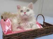 セルカークレックス【兵庫県・男の子・2019年5月30日・クリーム&ホワイト】の写真5