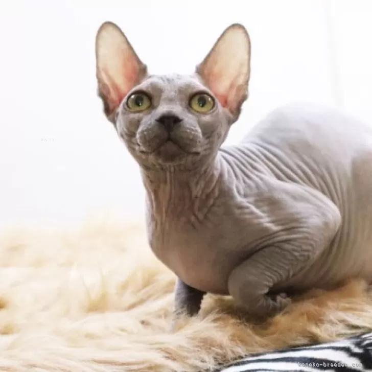 ID:2409-02924の子猫