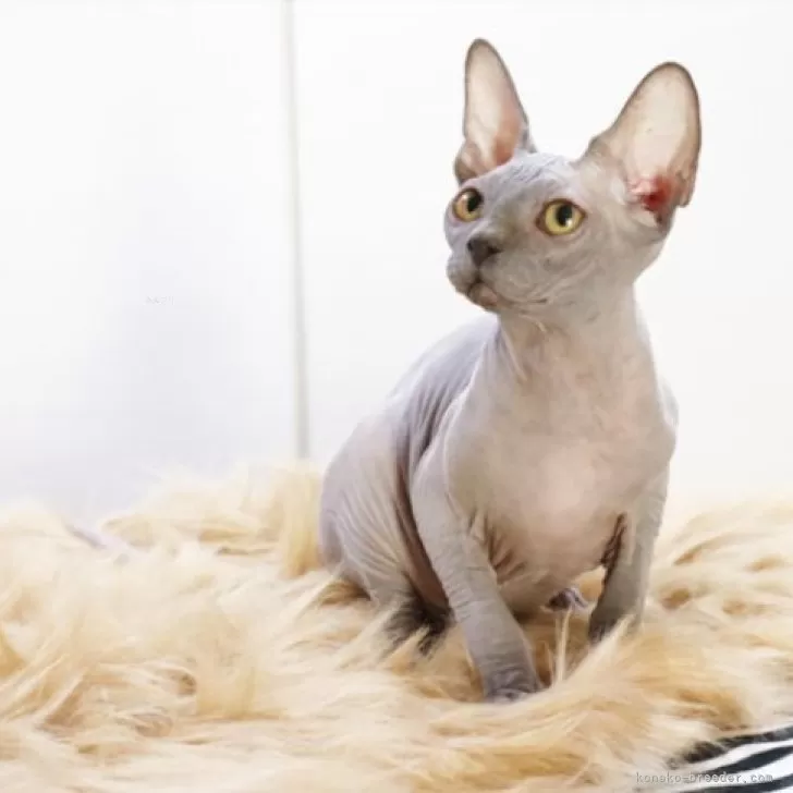 ID:2409-02926の子猫