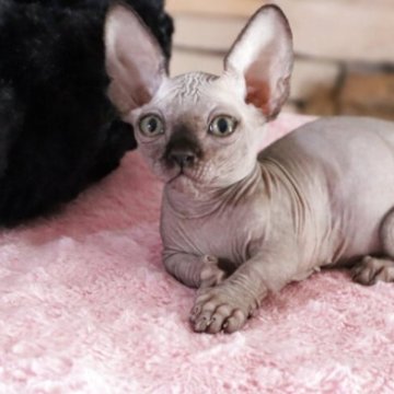 バンビーノ【兵庫県・男の子・2025年9月3日・ブラック】の写真「甘えん坊の男の子♡」