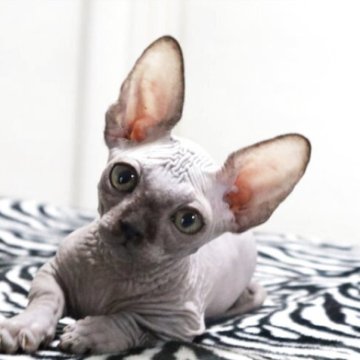 バンビーノ【兵庫県・男の子・2025年9月3日・ブラック】の写真「甘えん坊の男の子♡短足」