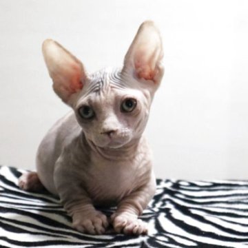 バンビーノ【兵庫県・女の子・2025年9月3日・ブラック クラッシックタビー&ホワイト】の写真「むっちりBODYが魅力な女の子♡短足」