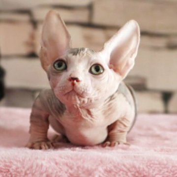 バンビーノ【兵庫県・男の子・2025年9月3日・ブラック クラッシックタビー&ホワイト】の写真「むっちりBODYが魅力な女の子♡」