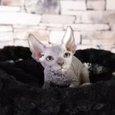 スフィンクス【兵庫県・男の子・2025年4月1日・ブルー】の写真5