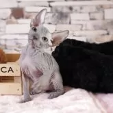 スフィンクス【兵庫県・男の子・2025年4月1日・ブルー】の写真6