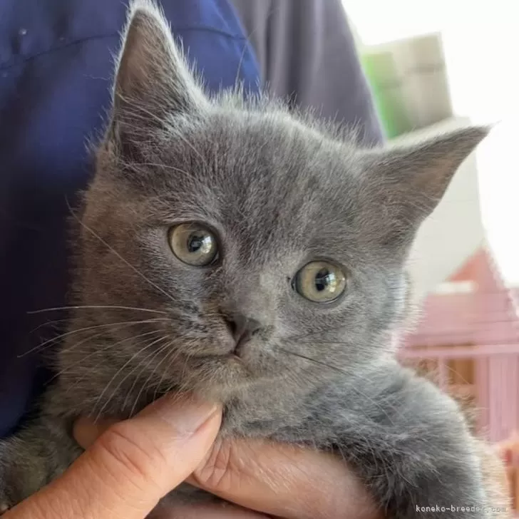 ID：2406-02389の子猫