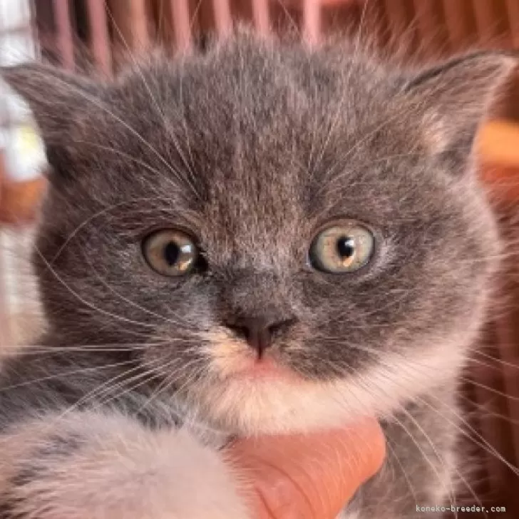 ID：2410-02862の子猫