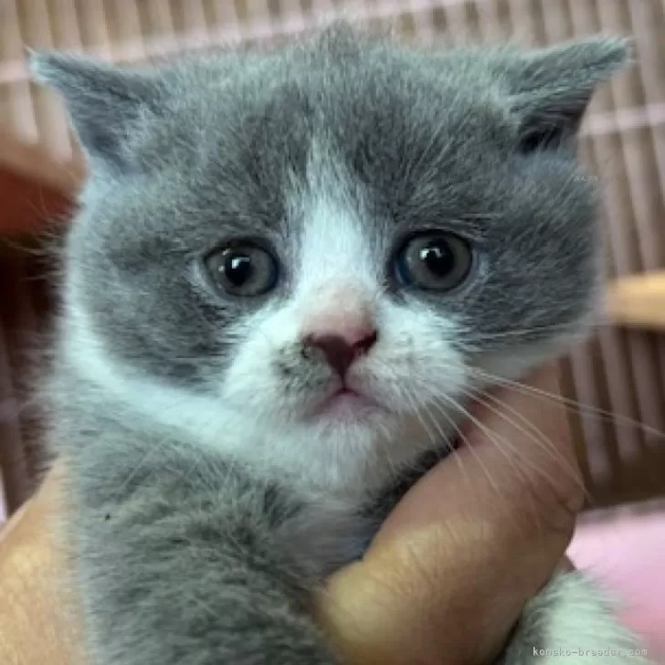 ID:2410-01414の子猫