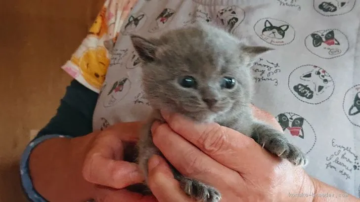 アオキ 様のお迎えした子猫