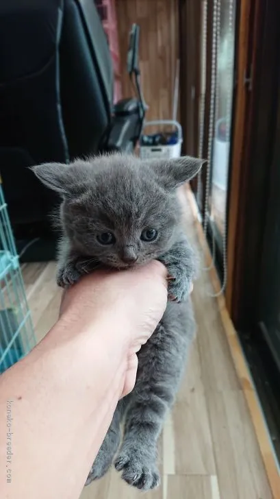 ID:2011-00694の子猫