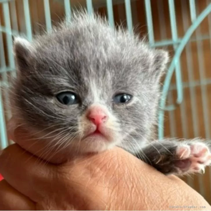 ID:2404-02076の子猫