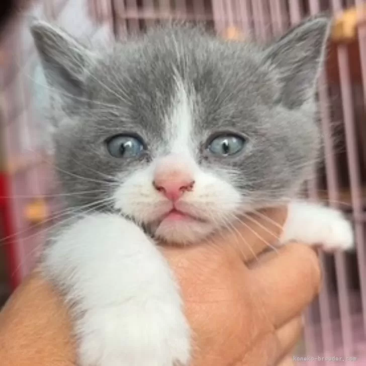ID:2409-02570の子猫