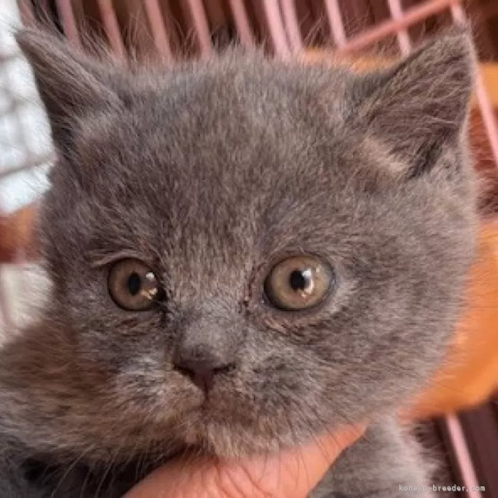 ID:2410-02860の子猫