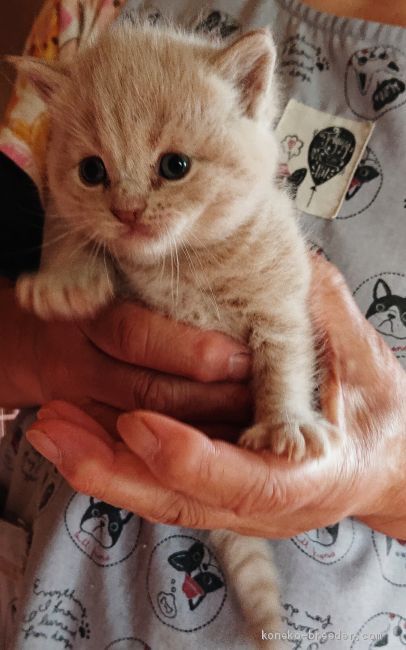アオキ 様のお迎えした子猫