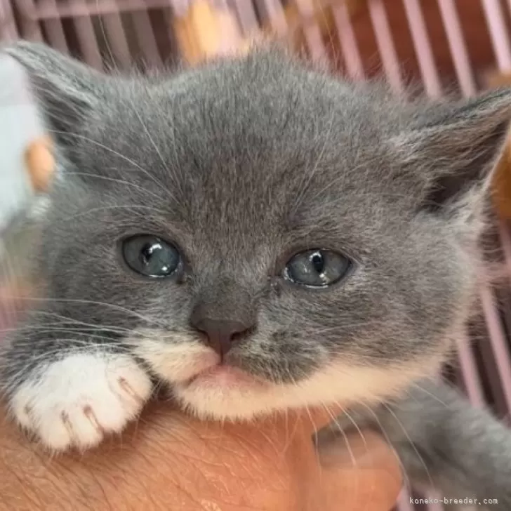 ID:2409-02569の子猫