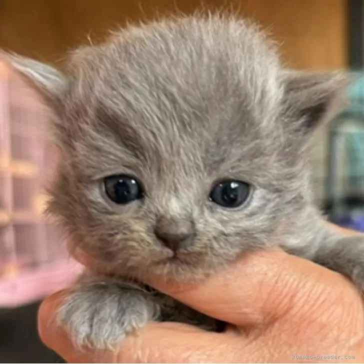 ID：2404-02082の子猫