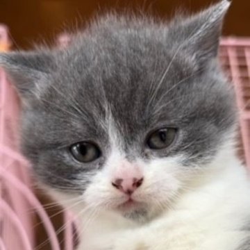 ブリティッシュショートヘア【福島県・男の子・2024年3月15日・ブルー&ホワイト】の写真「可愛い男の子です😌💓」