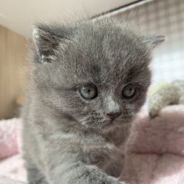 ブリティッシュショートヘア【福島県・男の子・2023年3月10日・ブルー】の写真「可愛い男の子👦」