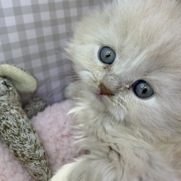 ブリティッシュショートヘア【福島県・女の子・2023年3月10日・クリーム（ロング）】の写真「可愛い女の子です🧸」