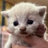 ブリティッシュショートヘア