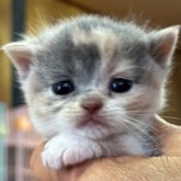 ブリティッシュショートヘア