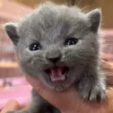 ブリティッシュショートヘア【福島県・男の子・2025年7月19日・ブルー】の写真2