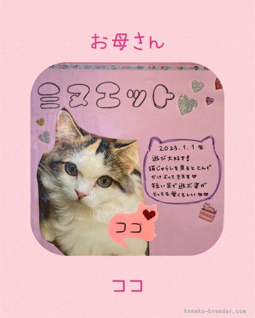 ミヌエット【・女の子・2023年1月1日・ブラウンパッチドタビー&amp;ホワイト】