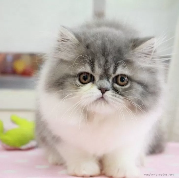 ID:2408-01519の子猫