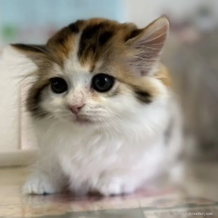 ID：2307-00280の子猫