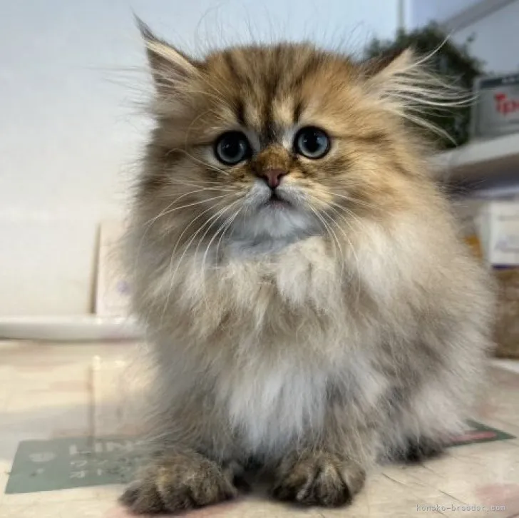ID:2305-02824の子猫
