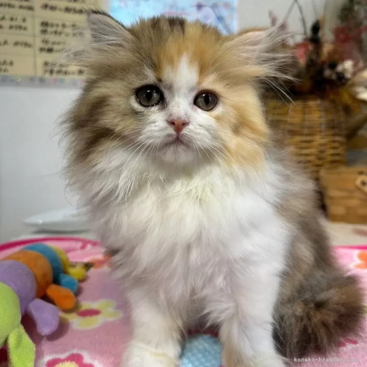 ID：2405-02683の子猫