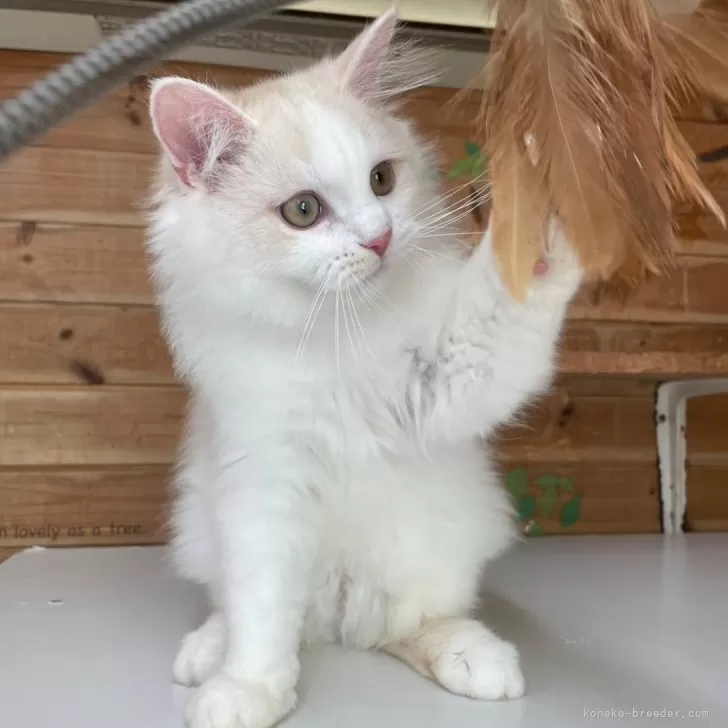 ID:2410-03346の子猫