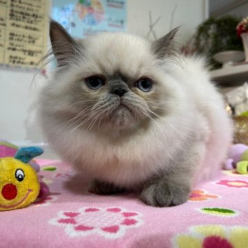 ヒマラヤン【愛知県・男の子・2024年3月15日・ブルーポイント】の写真「可愛い兄妹！」