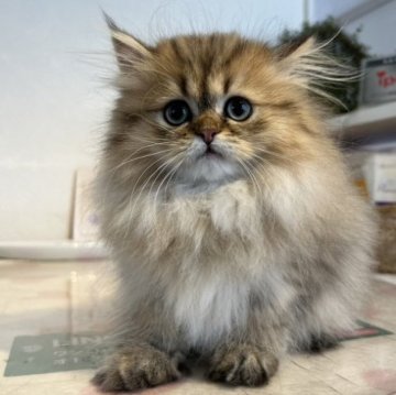 ペルシャ(チンチラ)【愛知県・男の子・2023年3月12日・チンチラゴールデン】の写真「可愛いお顔❣️」
